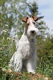 FOX TERRIER 208